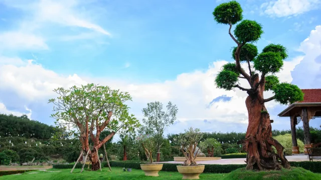 Home Decor and Garden